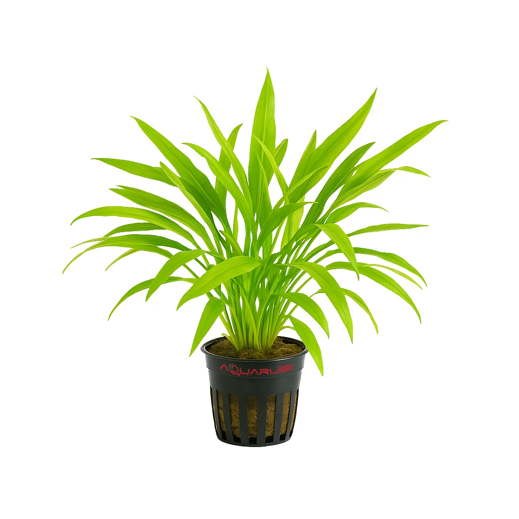 Echinodorus Madalengensis