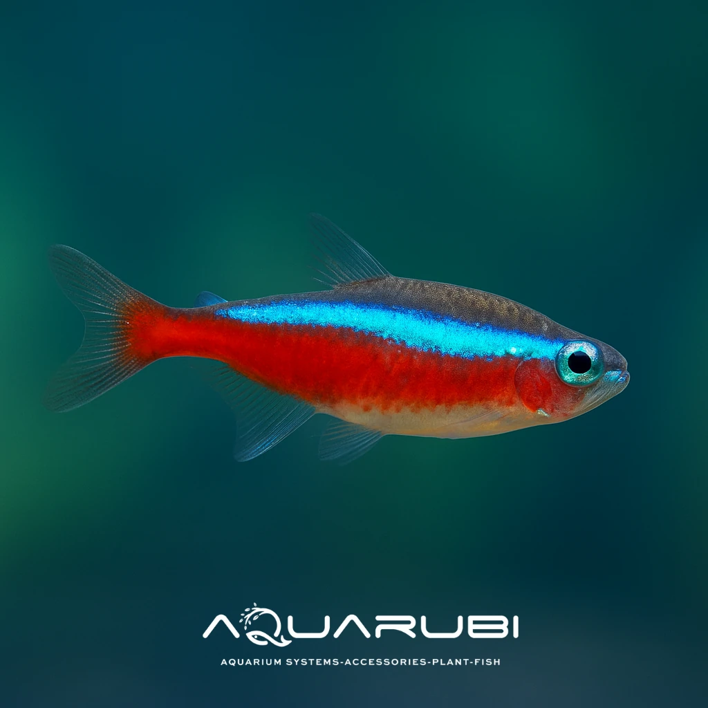 Kardinal Neon Tetra 2-3cm (10 Adet)