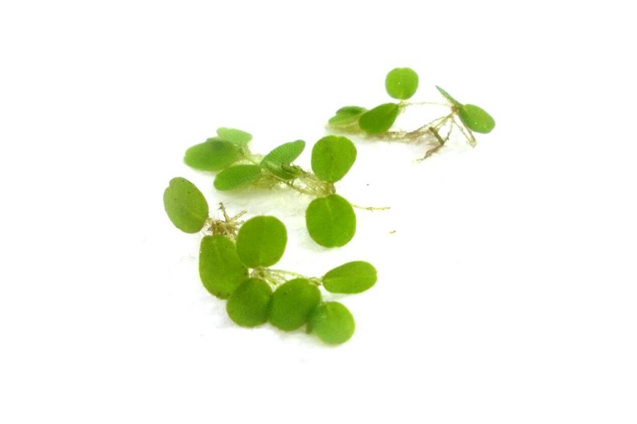 Salvinia Natans Porsiyon