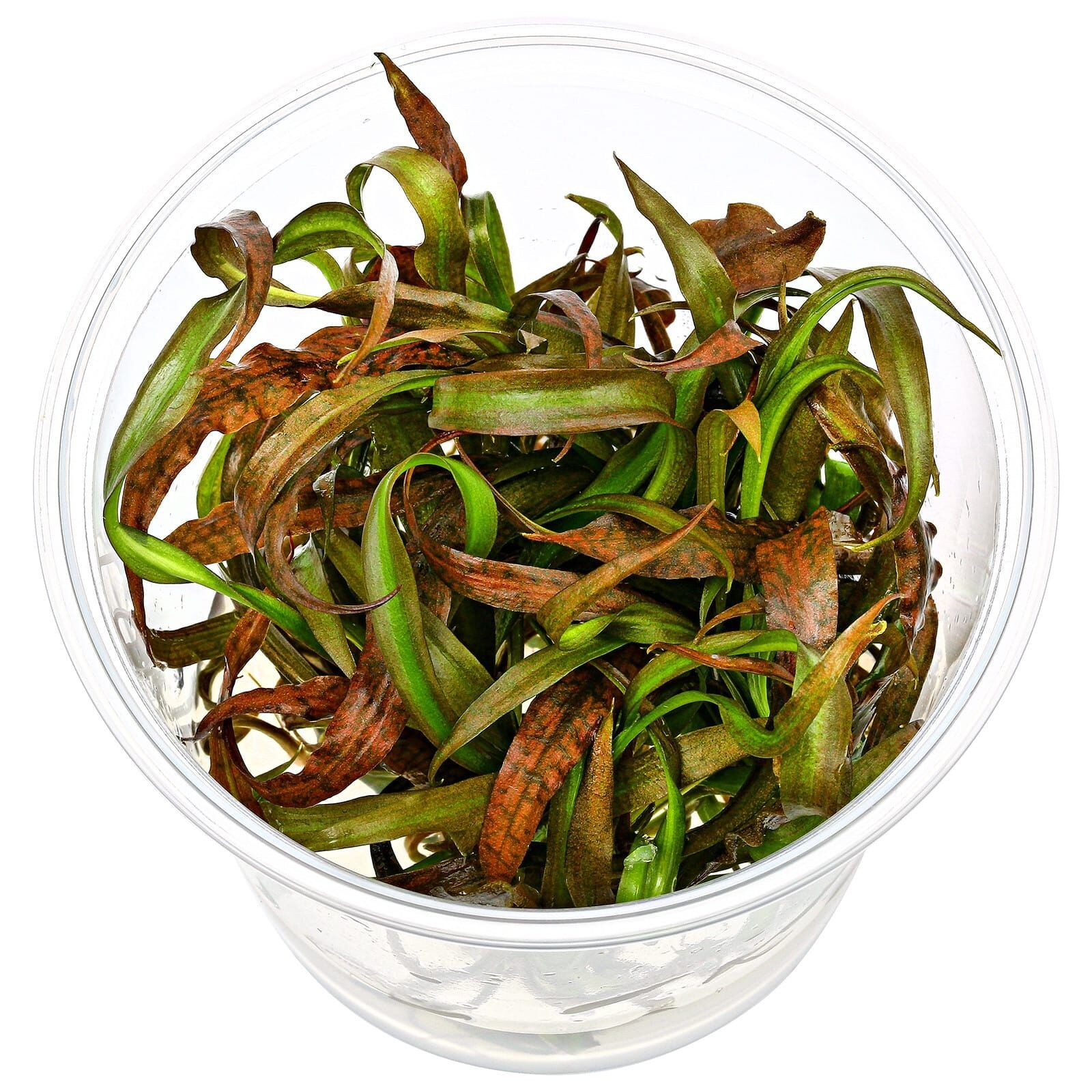 Cryptocoryne Spiralis Tiger Vitro