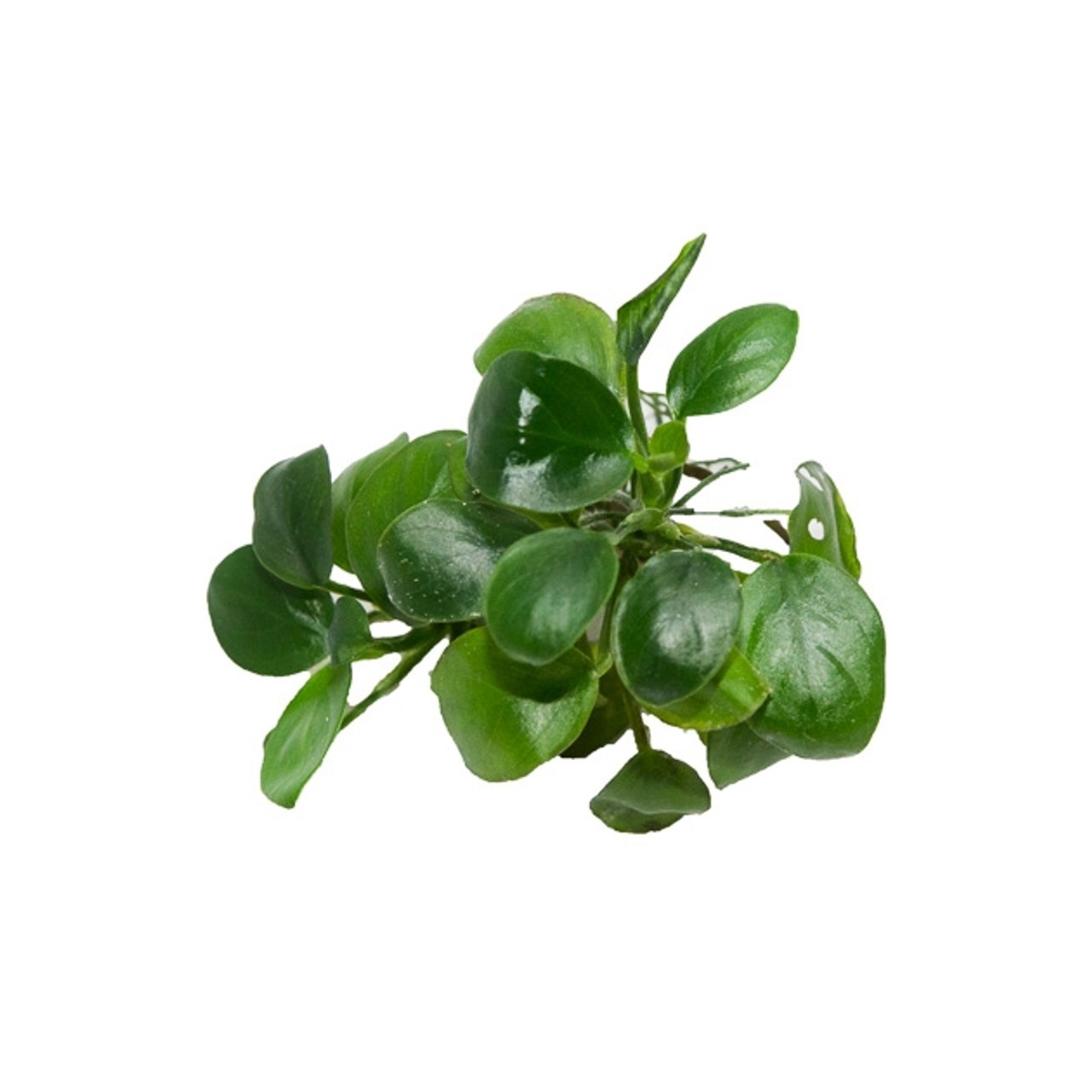 Anubias nana petite