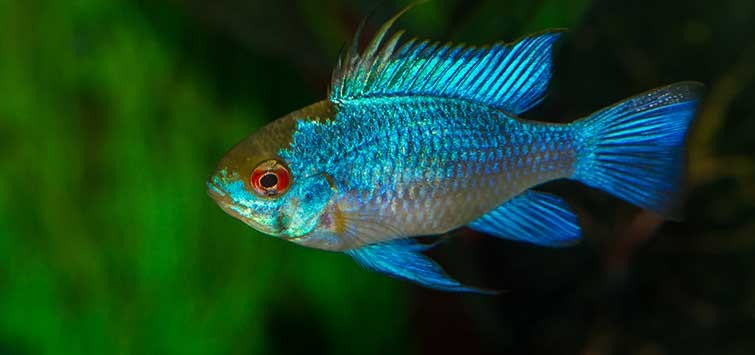 Electric Blue Ramirezi 3-3,5cm
