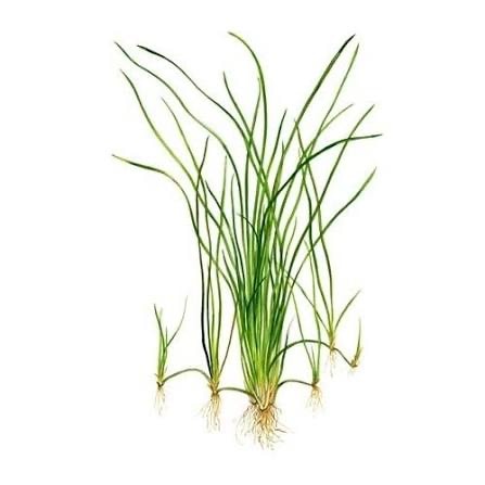 Vallisneria Nana