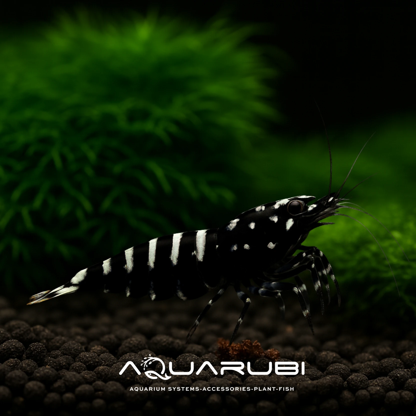 Black Galaxy Fishbone S Grade 0,8-1,2cm