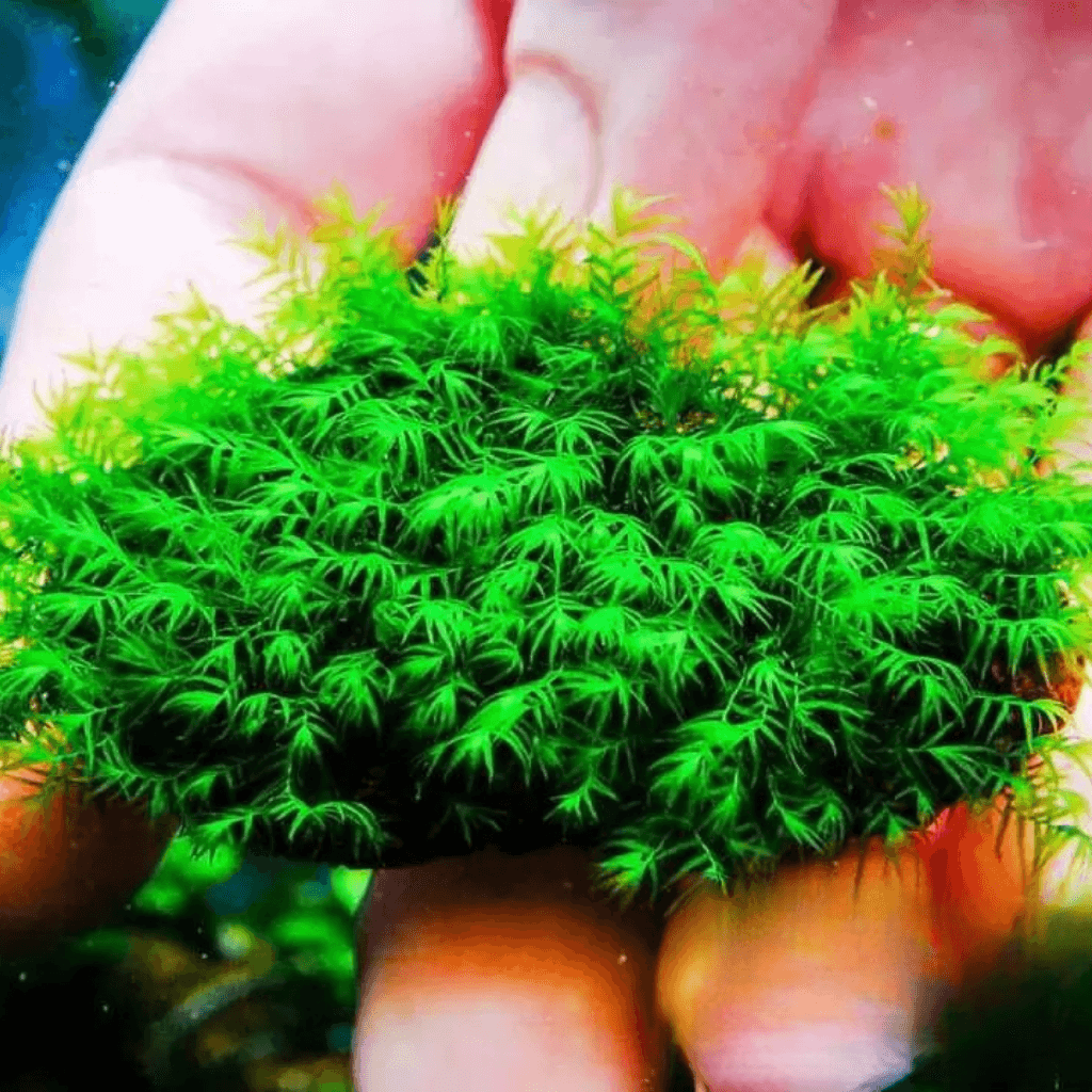 Fissidens Fox Moss