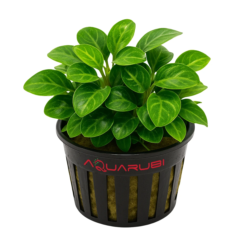 Anubias Stardust Mini
