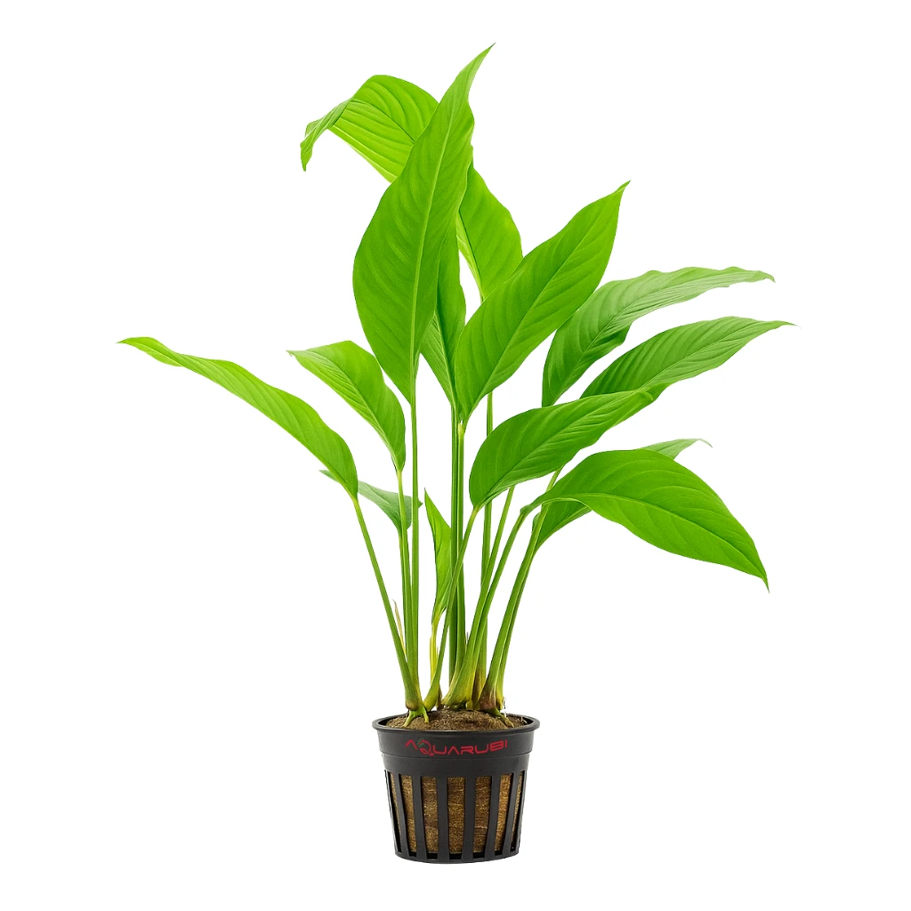 Anubias Heterophylla 