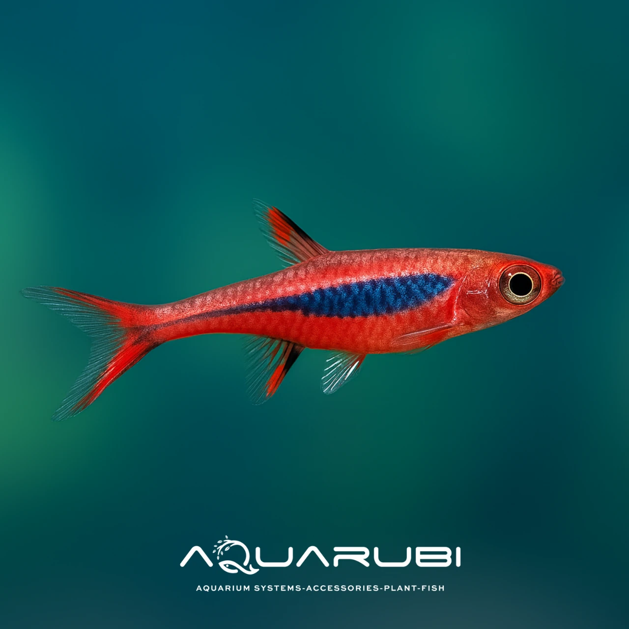 Sivrisinek Rasbora 1,5-2cm ( 10 Adet )