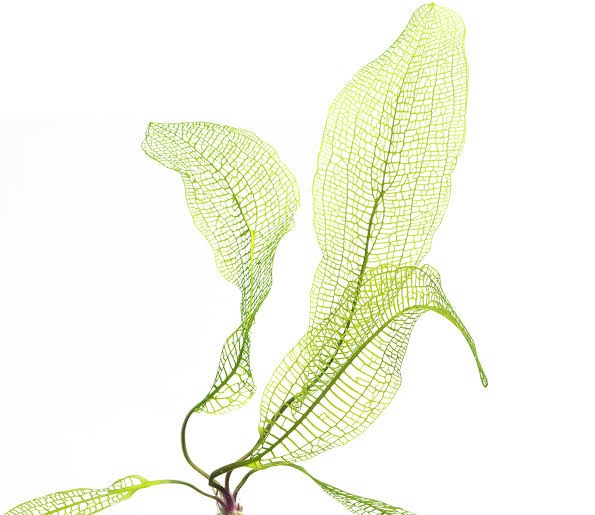 Aponogeton Madagascariensis