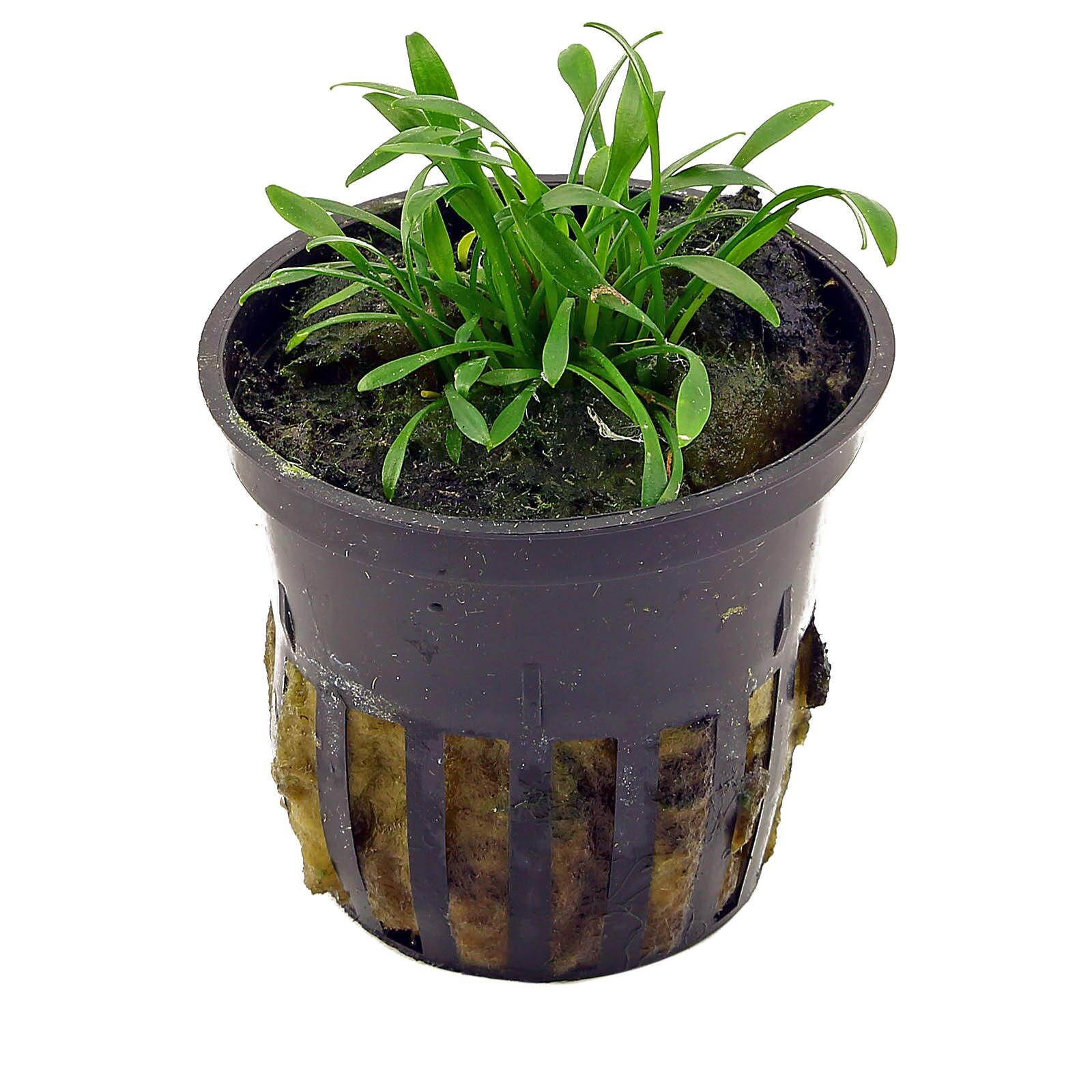 Cryptocoryne Parva Saksı
