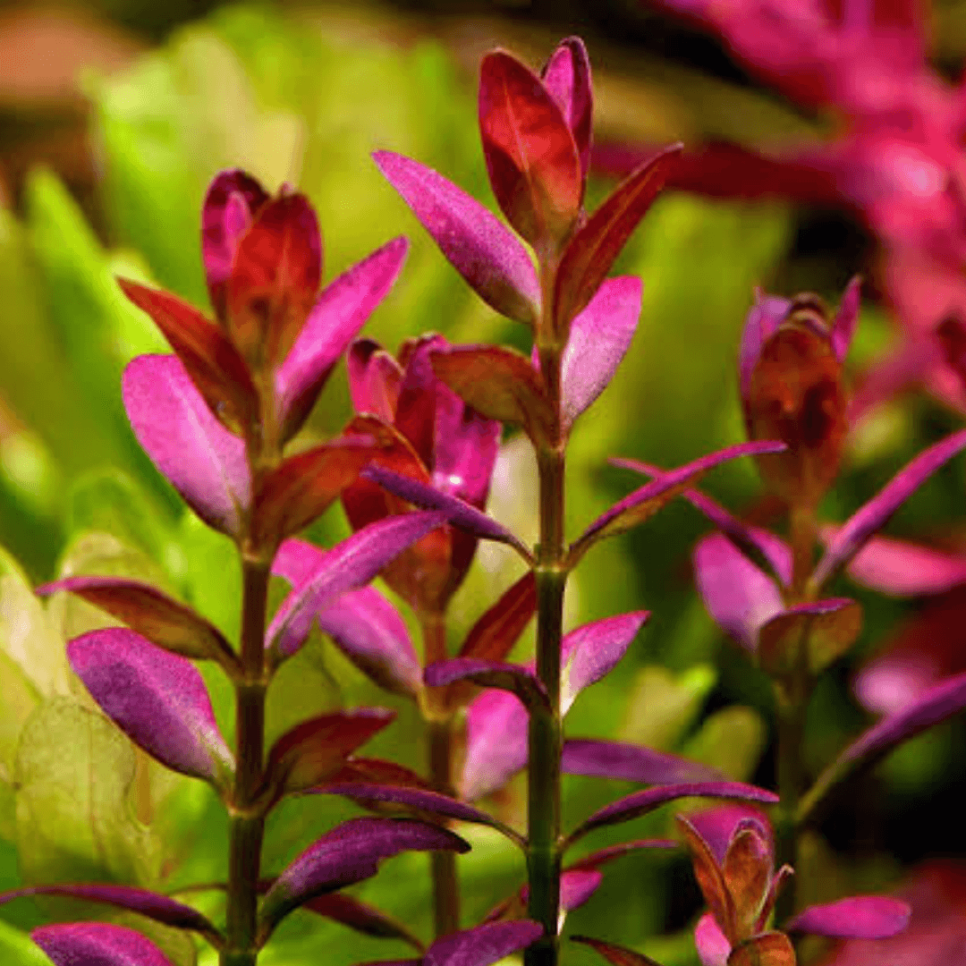 Rotala Florida Sunset "Ramosior"