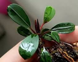 Bucephalandra Penelope