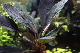 Bucephalandra Dark Achilles