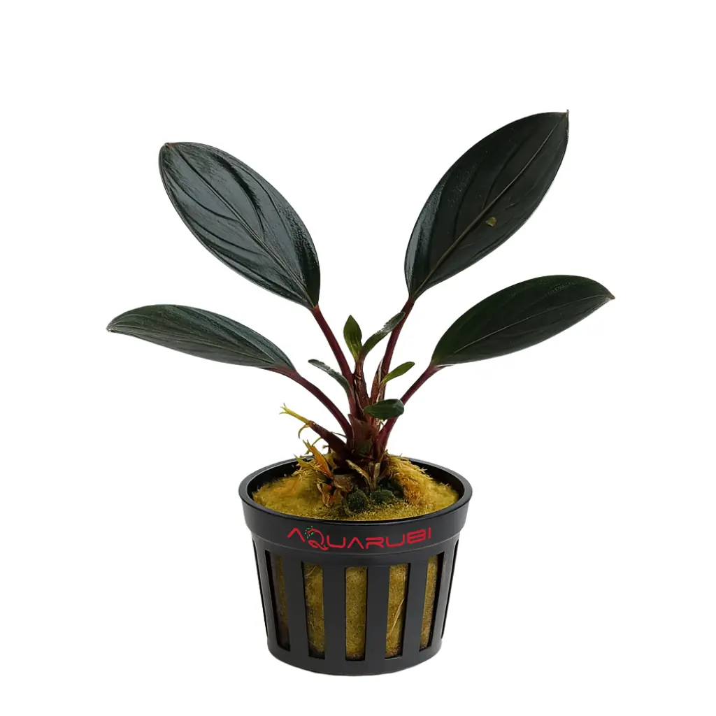 Bucephalandra Dark Skeleton King