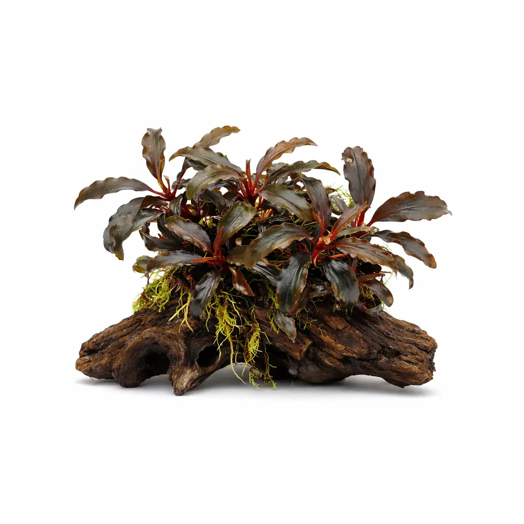 Bucephalandra