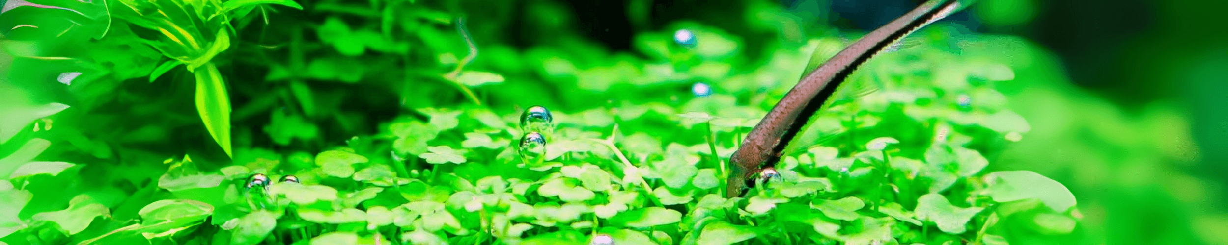 Algae Eaters
