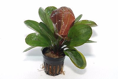 Echinodorus Hadi Red Pearl