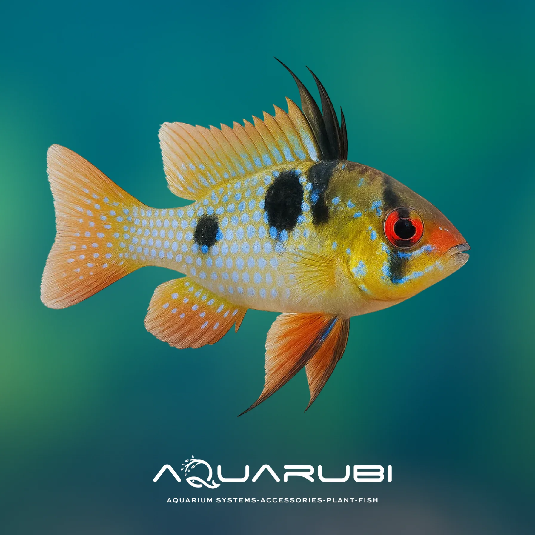 Mikrogeophagus Ramirezi - 4 Adet