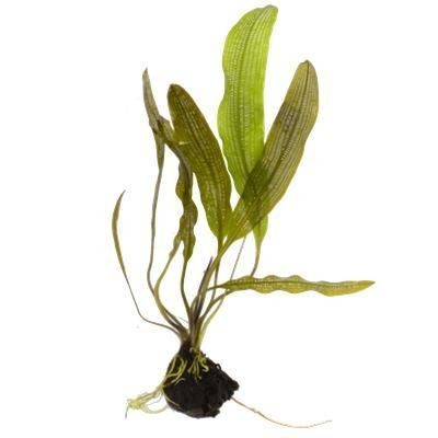 Aponogeton Madagascariensis
