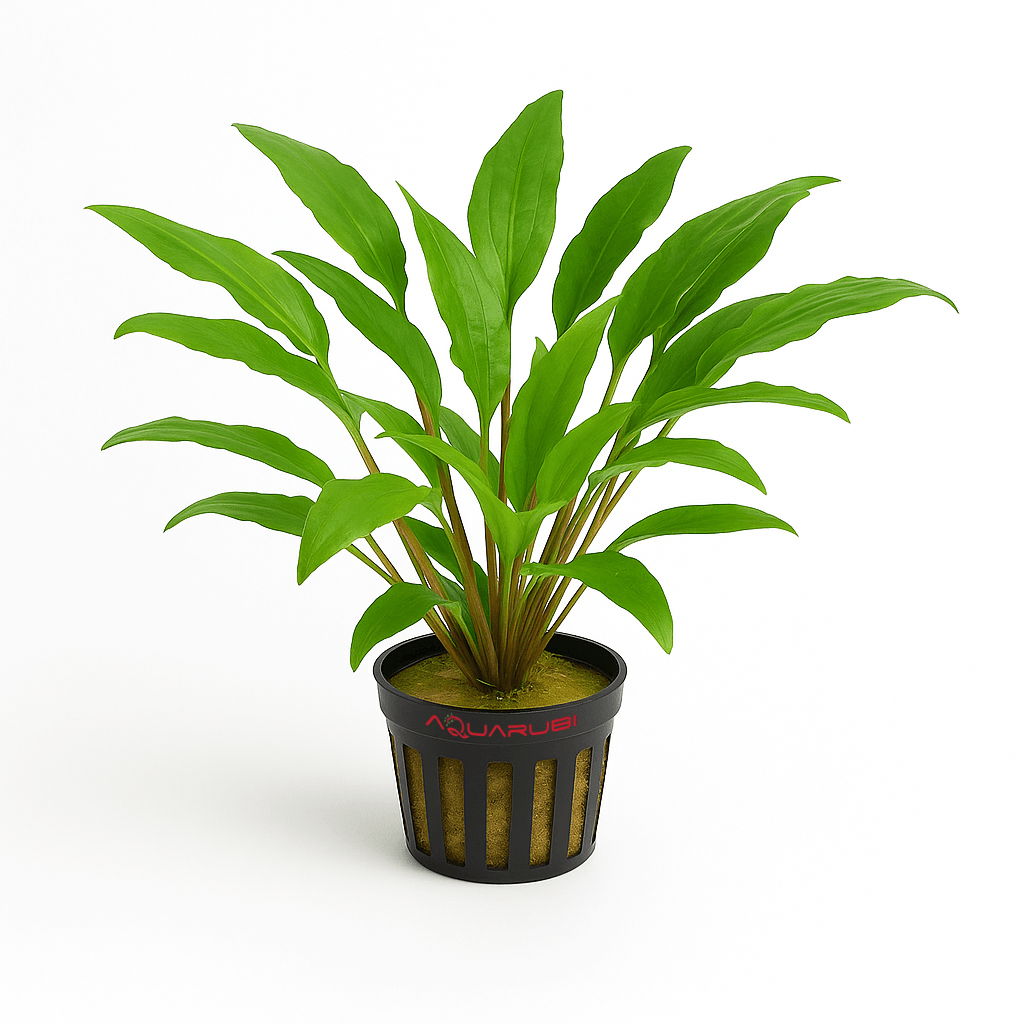 Cryptocoryne Wendtii Green Saksı