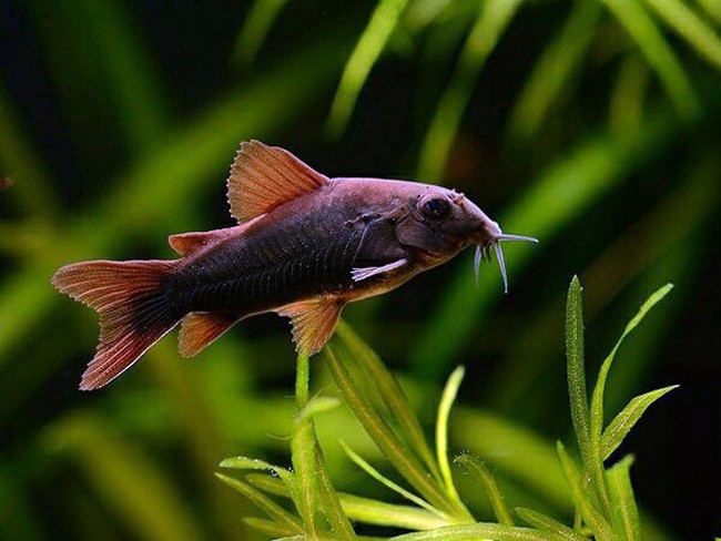 Black Venezuela Corydoras 3-4cm 5 adet