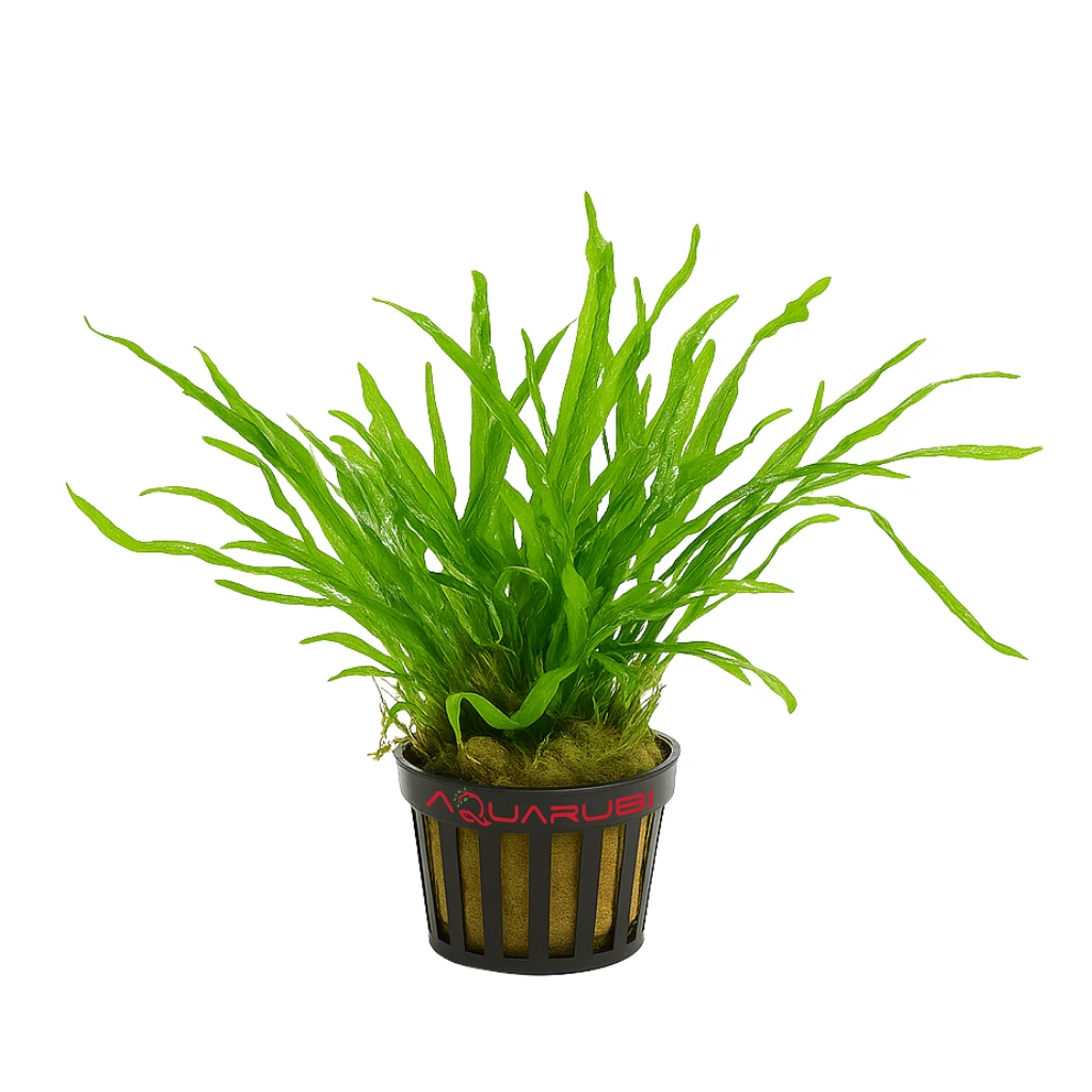 Microsorium Pteropus Trident Saksı