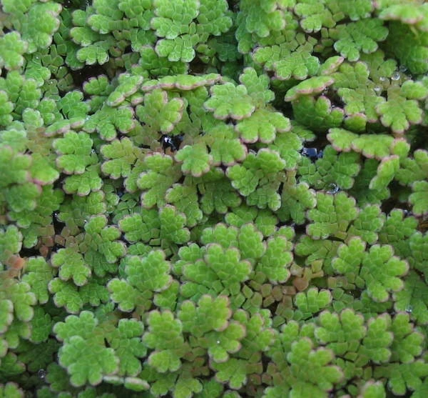 Azolla Filiculoides (porsiyon)