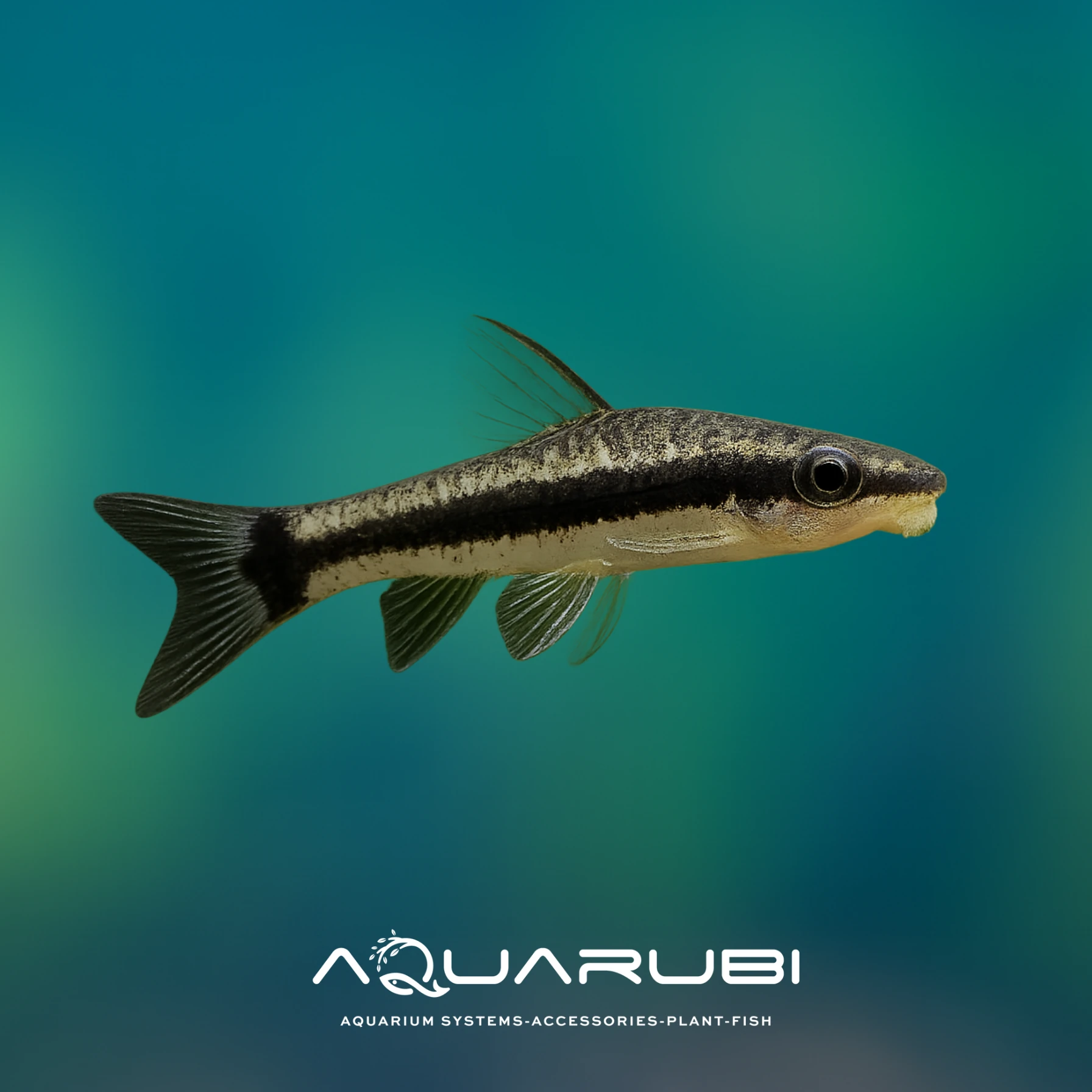 Otocinclus Affinis 3-4cm (5 adet)