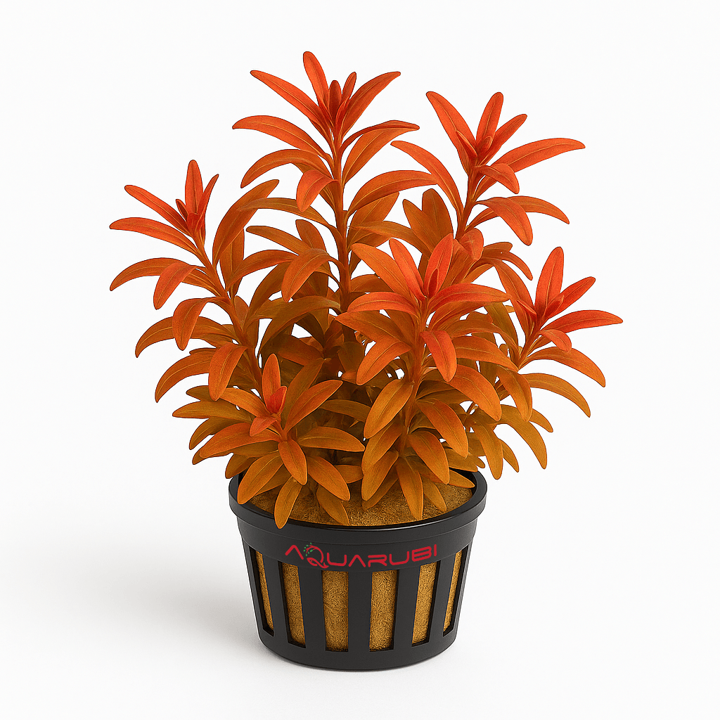 Rotala Ramosior Sunset