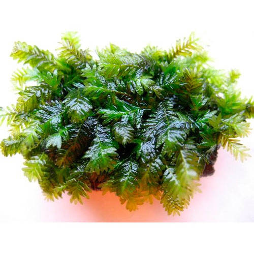 Fissidens Nobilis Moss