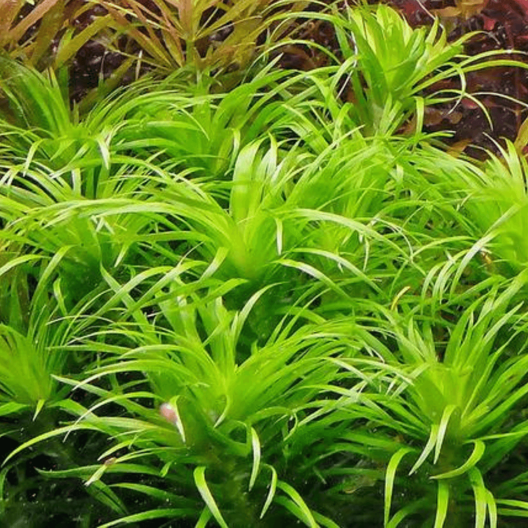 Syngonanthus Meta