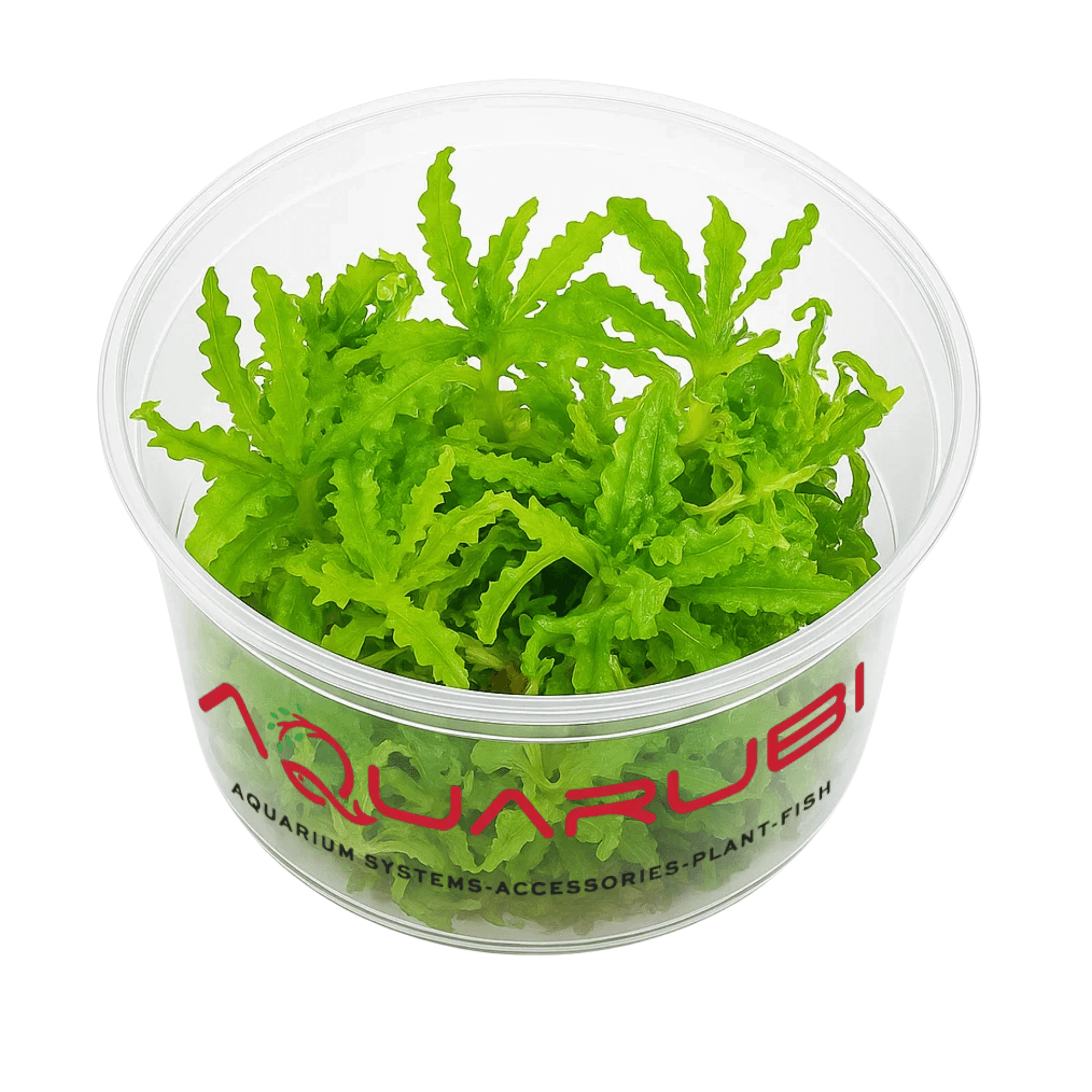 Pogostemon Helferi Vitro (APC)