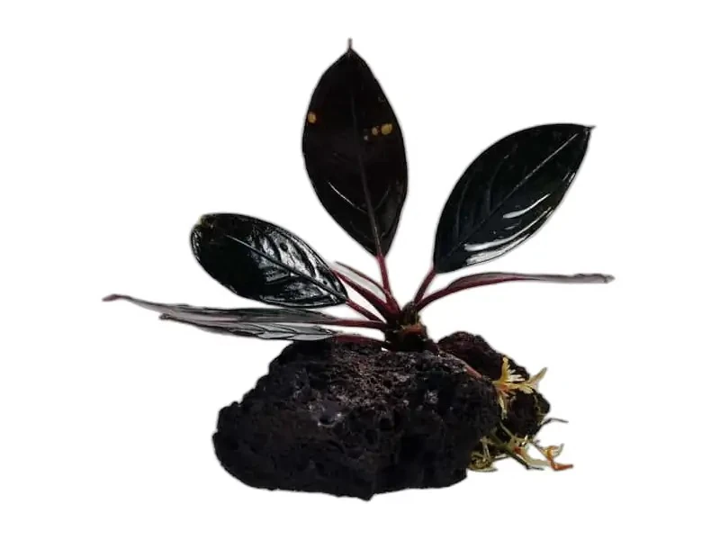 Bucephalandra Dark Achilles