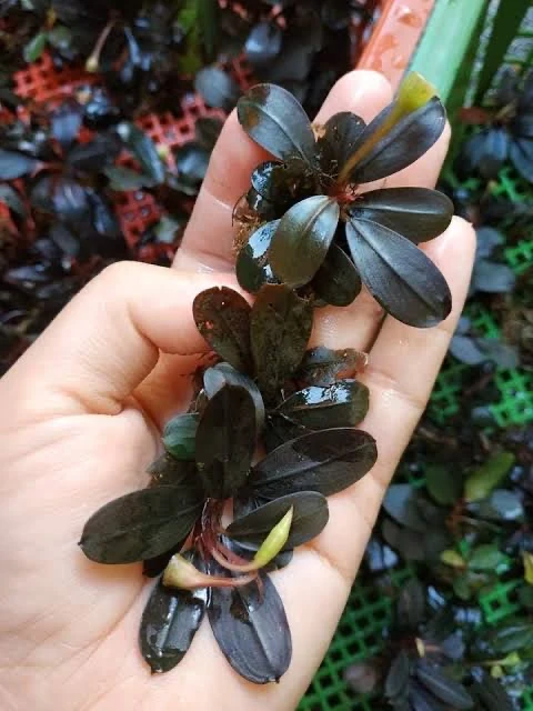 Bucephalandra Pandora Quenn