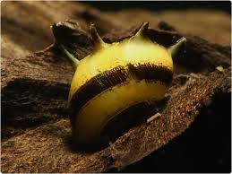 Sun (dikenli) Nerite Snail 0,5-1cm ( 5 Adet )