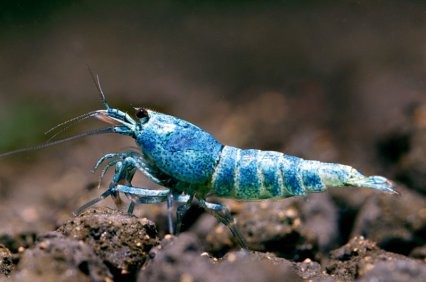 Taiwan Bee Blue Bolt 1-1,2 cm