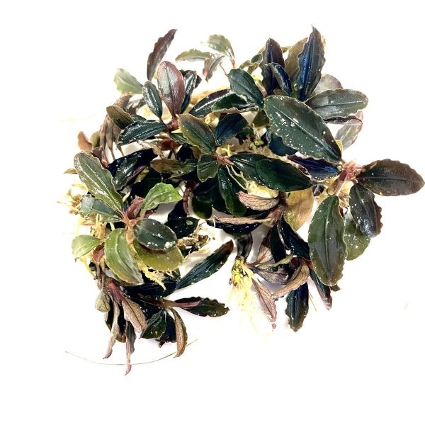 Bucephalandra Theia Red Koloni