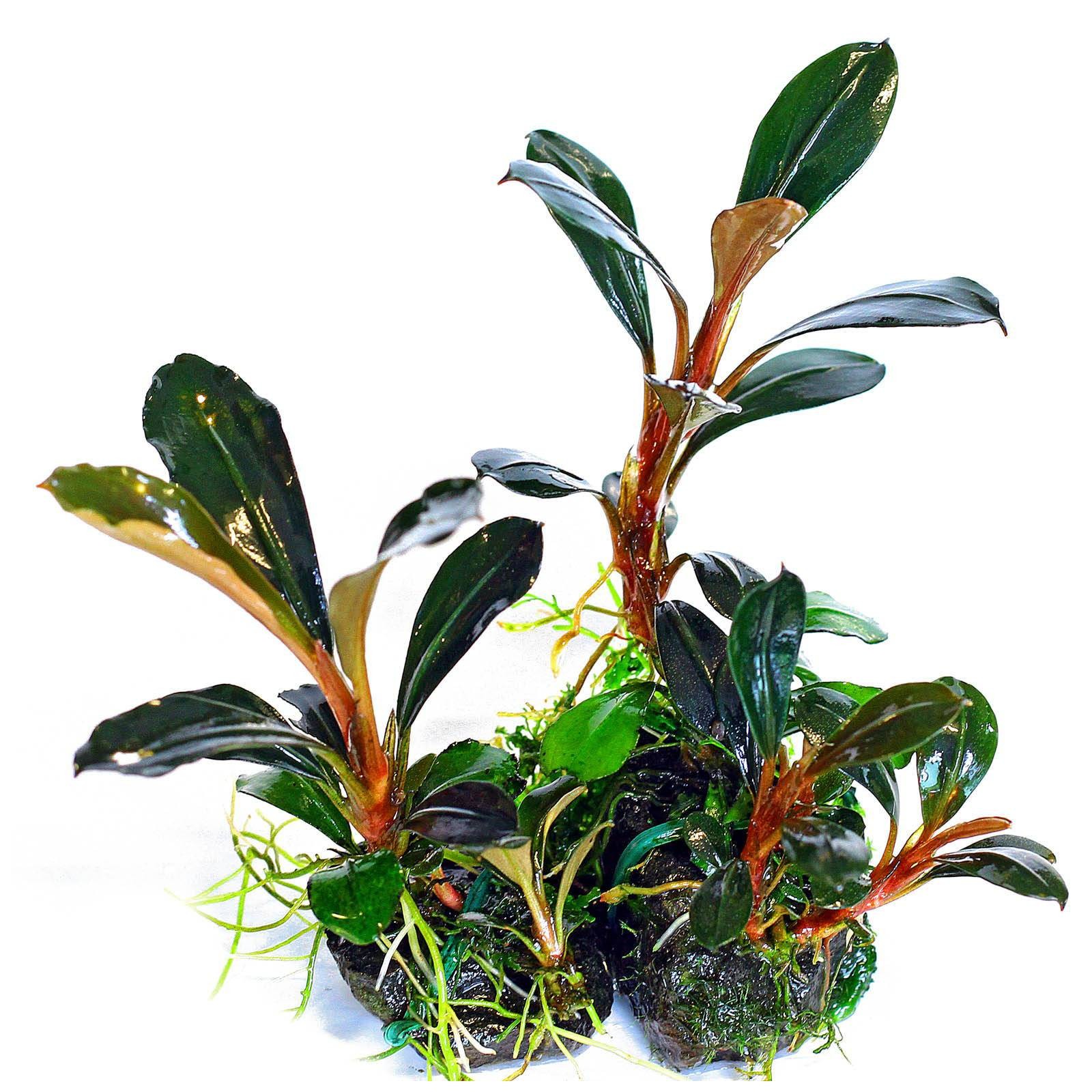Bucephalandra Pygmaea