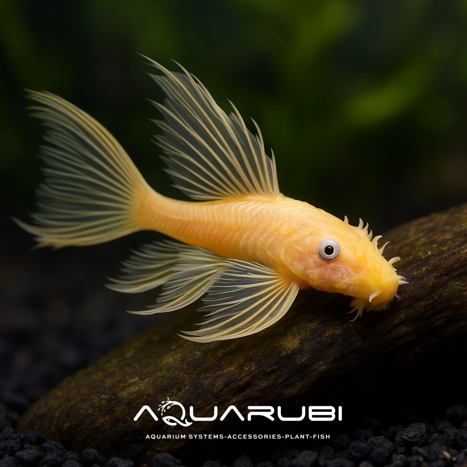 L144 Longfin Cüce Vatoz 3-4cm