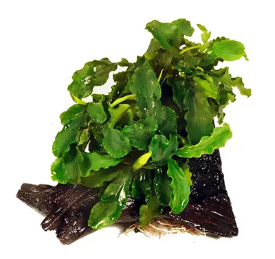 Bucephalandra Green Wavy Saksı