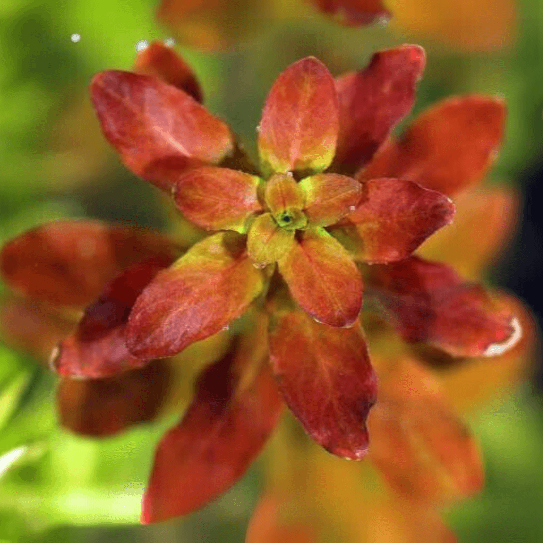 Ludwigia Sphaerocarpa