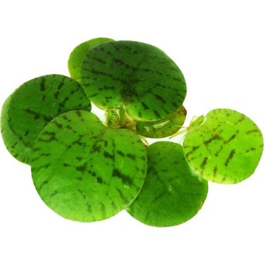 Limnobium Laevigatum (Frogbit)