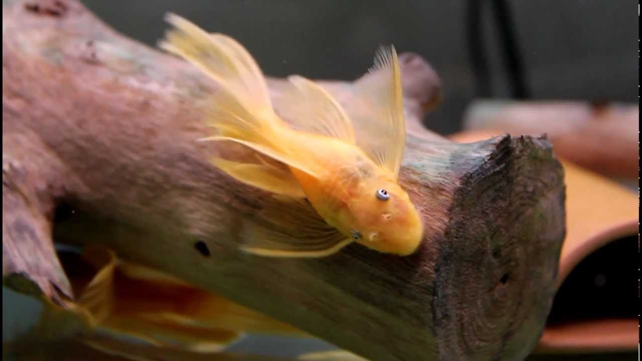 L144 Longfin Cüce Vatoz 3-4cm