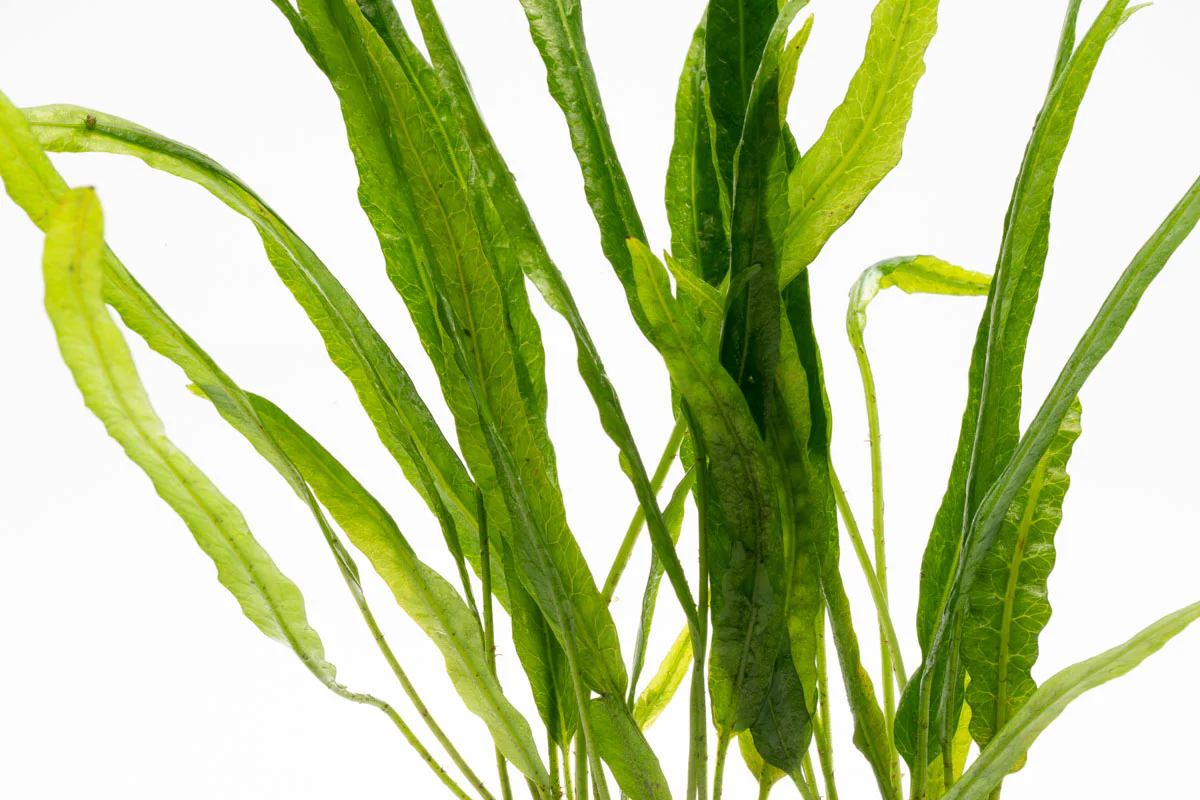 Microsorium Pteropus Needle Leaf