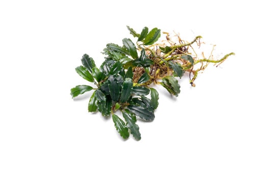 Bucephalandra Paketi (L)