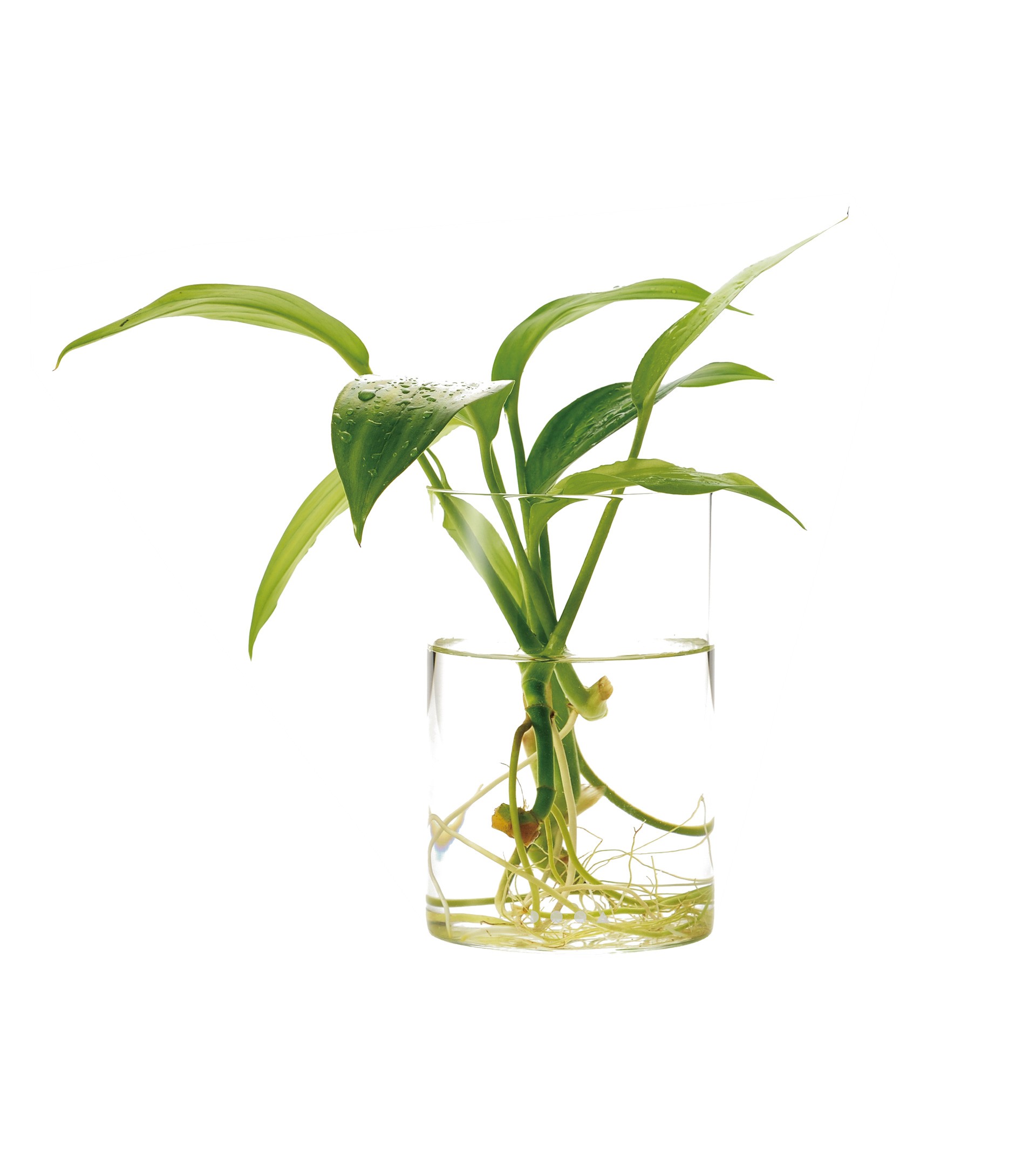 ADA DOOA Glass Pot Maru