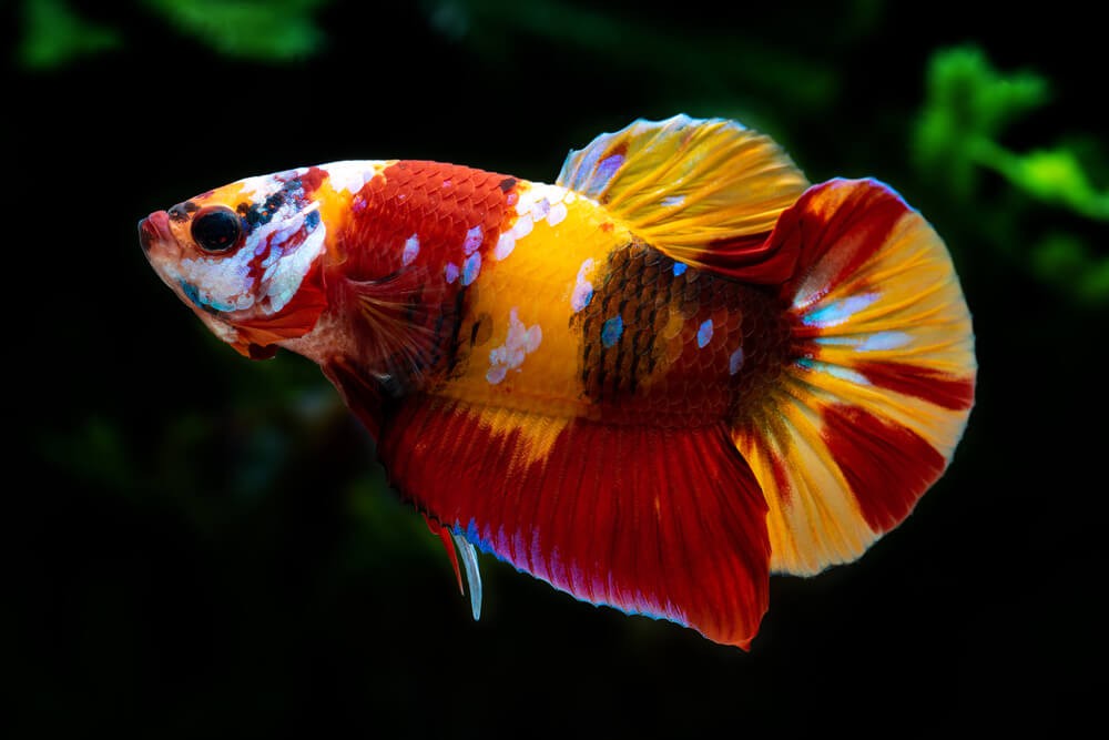 Galaxy Candy Koi Betta (Dişi)