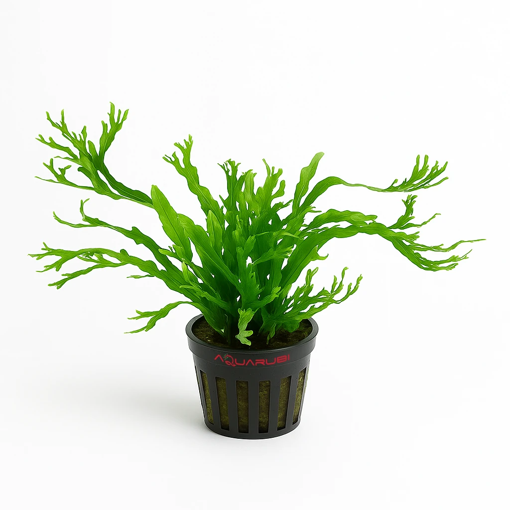 Microsorium Pteropus Windelow Bağ