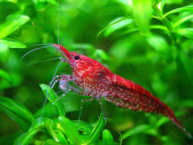 Kiraz Karides 1-1,2 cm 10'lu koloni
