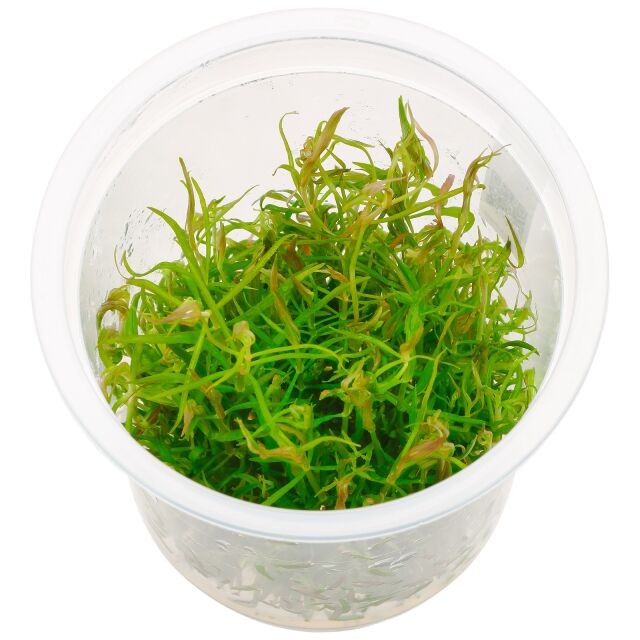 Pogostemon Stellatus (Eustralis)